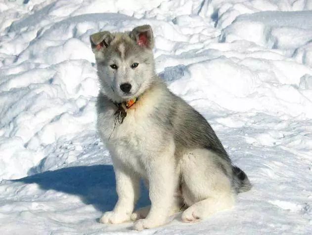 72种名犬分类介绍及图片,72种名犬及图片