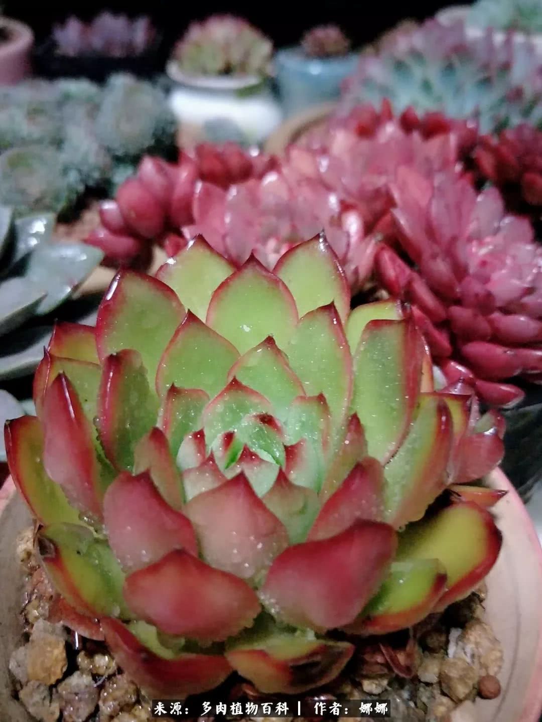 篱笆花开情常在，守你一生不变！