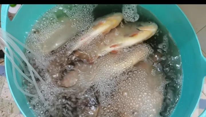 黑坑钓鲳鱼调漂,柳州哪里可以钓鲳鱼黑坑