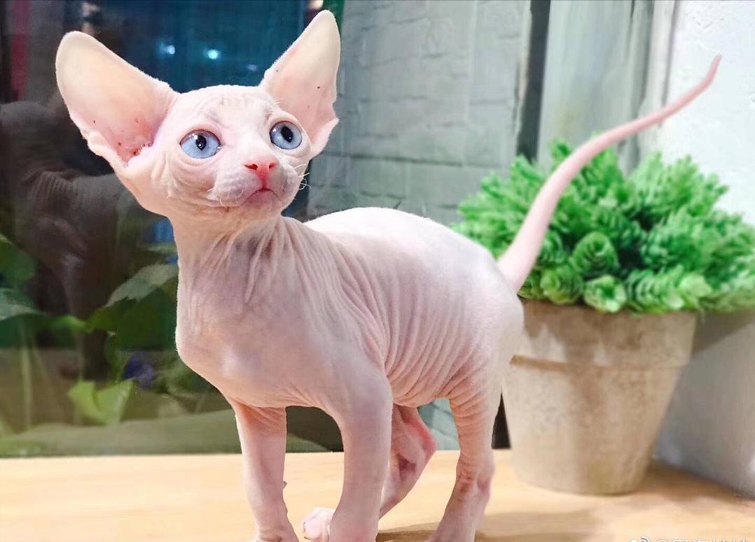 银白高地猫为什么不建议养,曼基康矮脚猫为什么不建议养