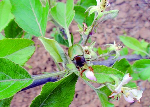 金龟子危害苹果幼果,金龟子啃月季叶片