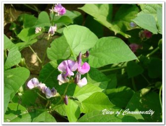 中国诗歌周刊第140期,诗歌国风雅韵第81期