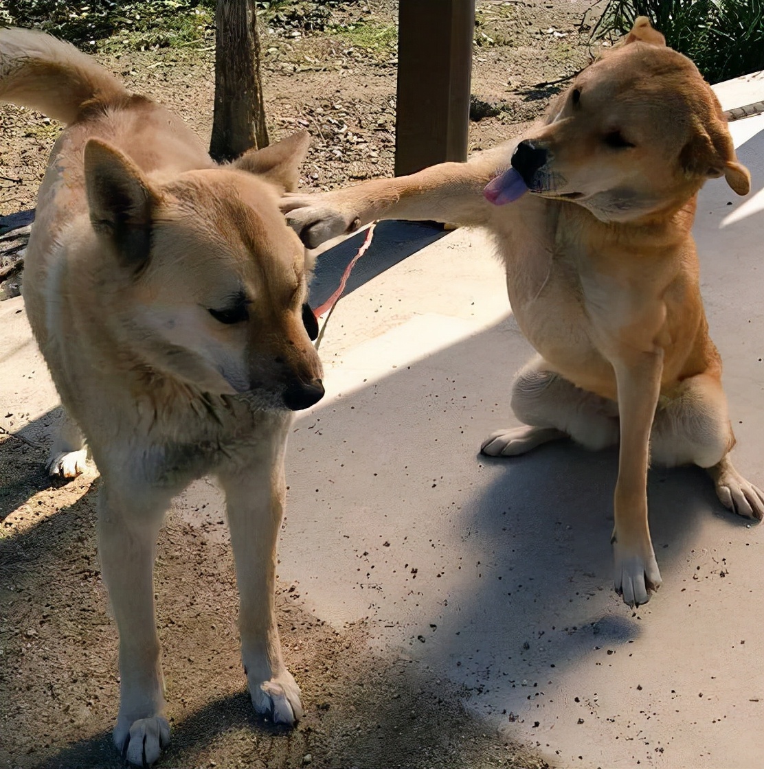 新手养狗选什么狗又便宜,养狗新手推荐什么狗省钱的