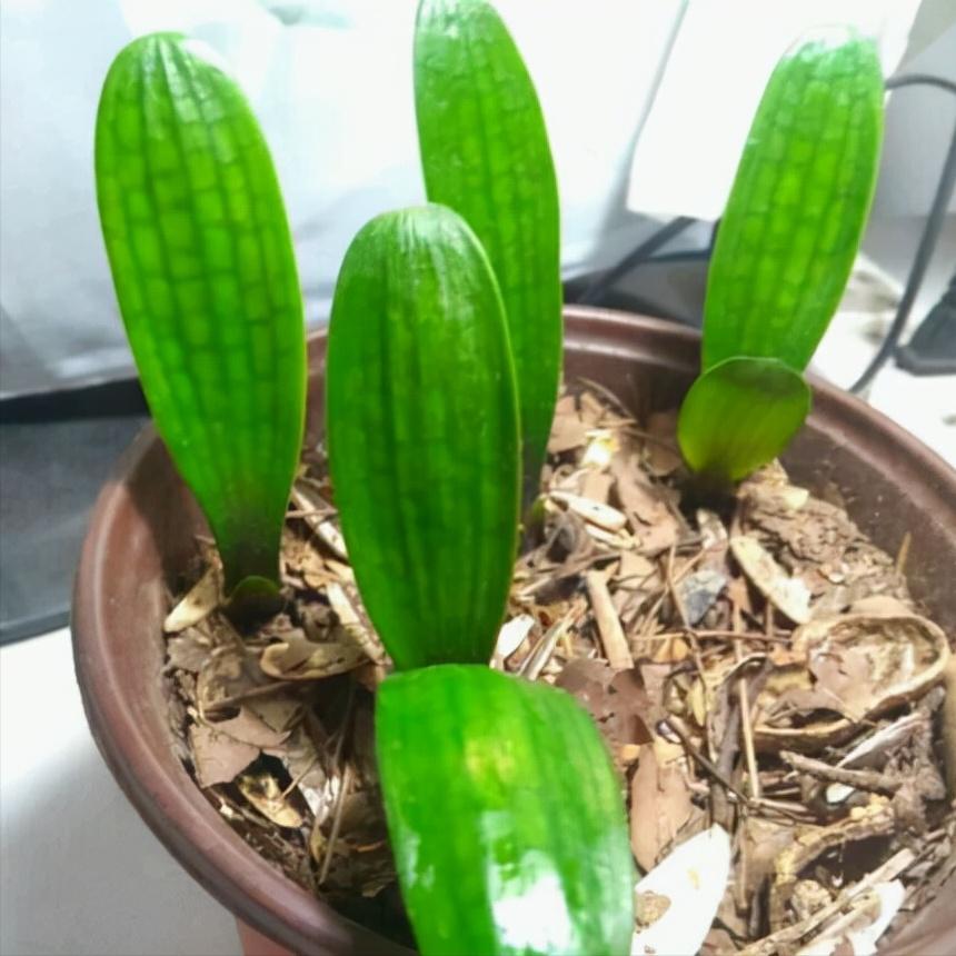 君子兰小苗冬天怎么养快速长新叶,刚买回来的君子兰小苗怎么处理