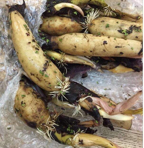 藕放到水缸里能开花吗,家里放旧水缸不好么