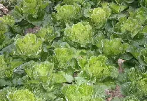 作物顶端黄叶怎么回事,作物黄叶有哪些问题