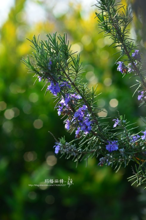 西餐常用的十三种香草介绍大全,西餐中常用的15种香料和香草