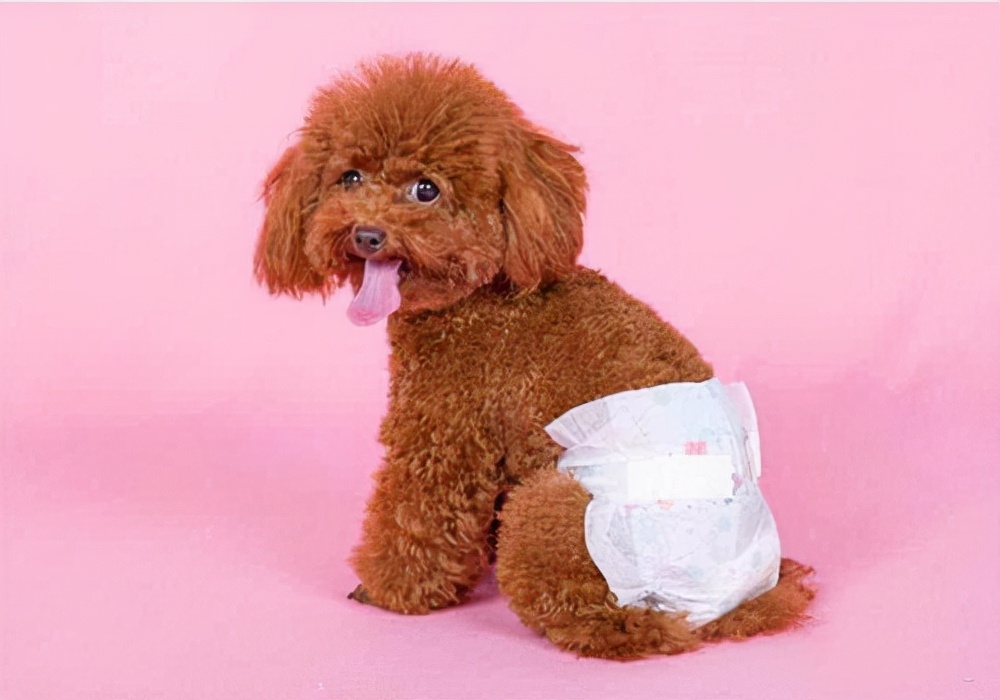 幼犬频繁尿尿每次尿一点是有炎症,健康养狗的正确方法