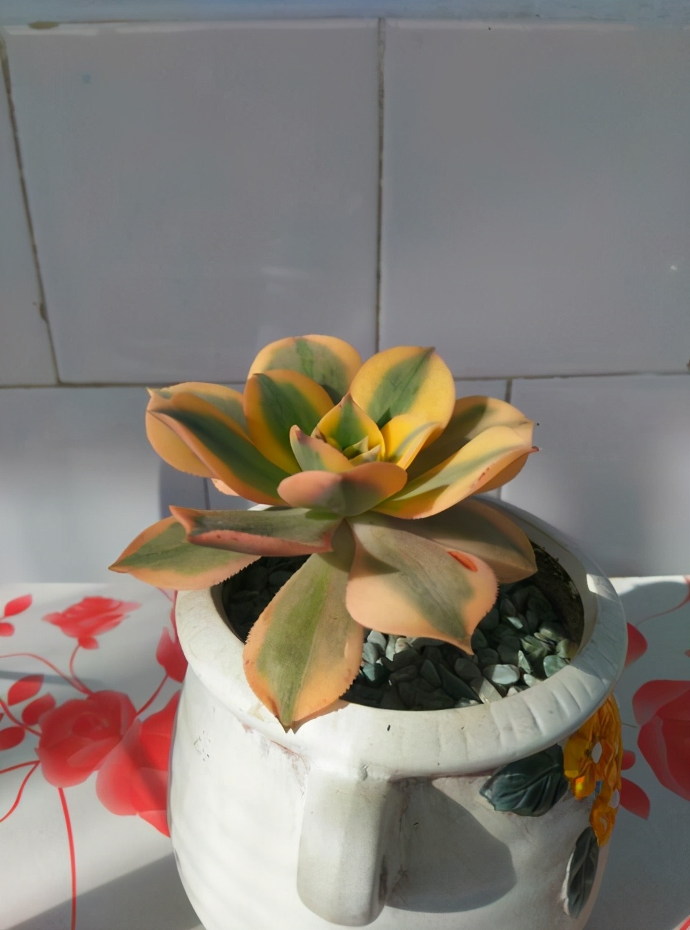 多肉的特点大全,多肉介绍50字大全