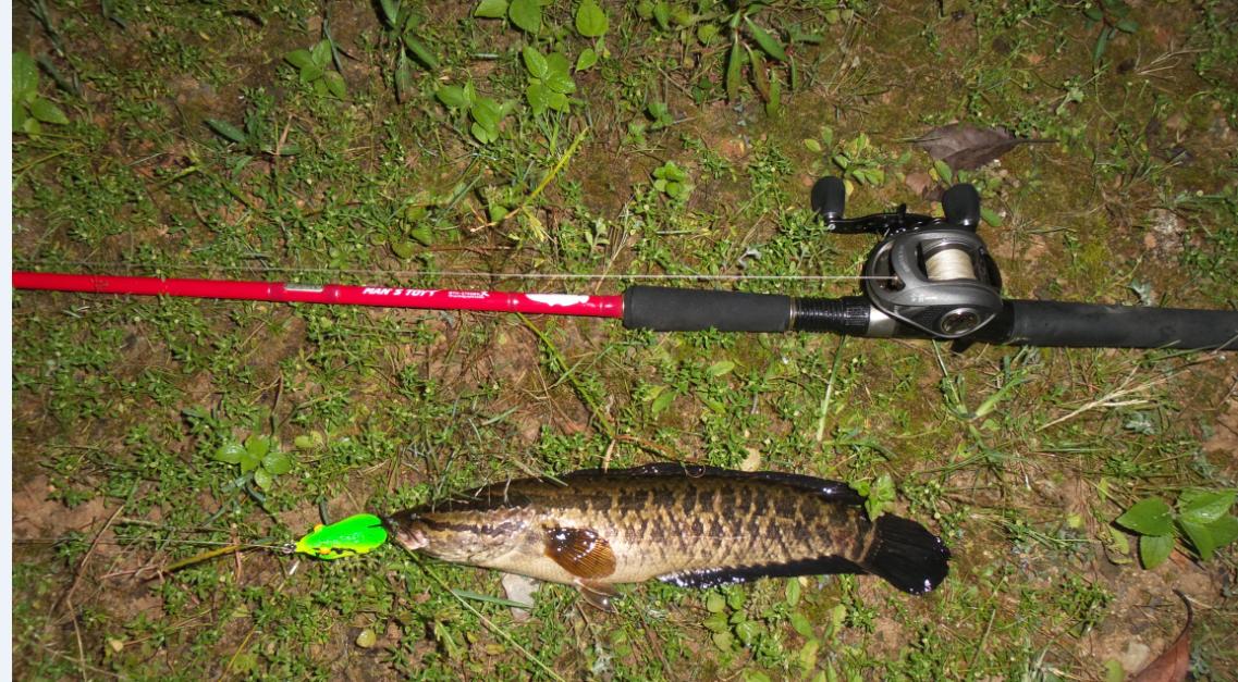 路亚进阶,路亚雷强新手入门装备