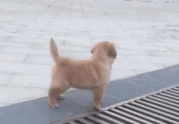 小金毛想要跳过井盖,没想到竟直接插了进去