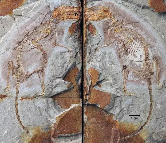 灭绝物种什么罪,灭绝动物的报应