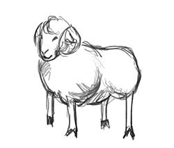 遵义羊肉怎么炖最好吃,遵义羊肉吃法介绍