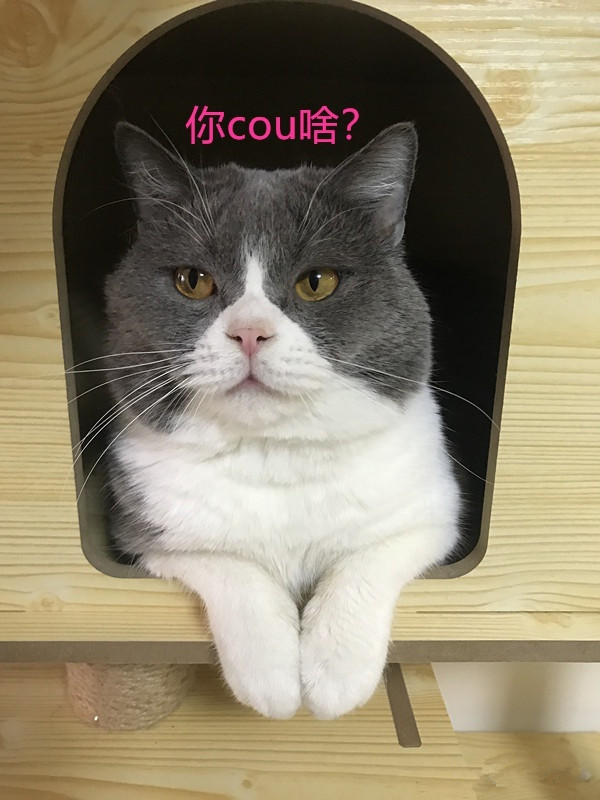 怎么防买到星期猫,如何避免在市场买到星期猫