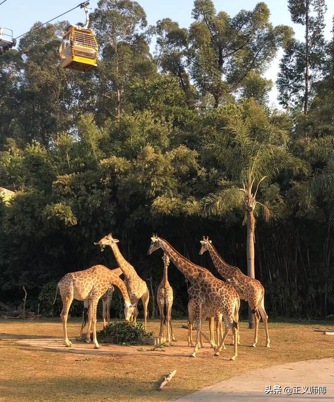 长隆动物园的动物,广州的长隆野生动物园有哪些动物