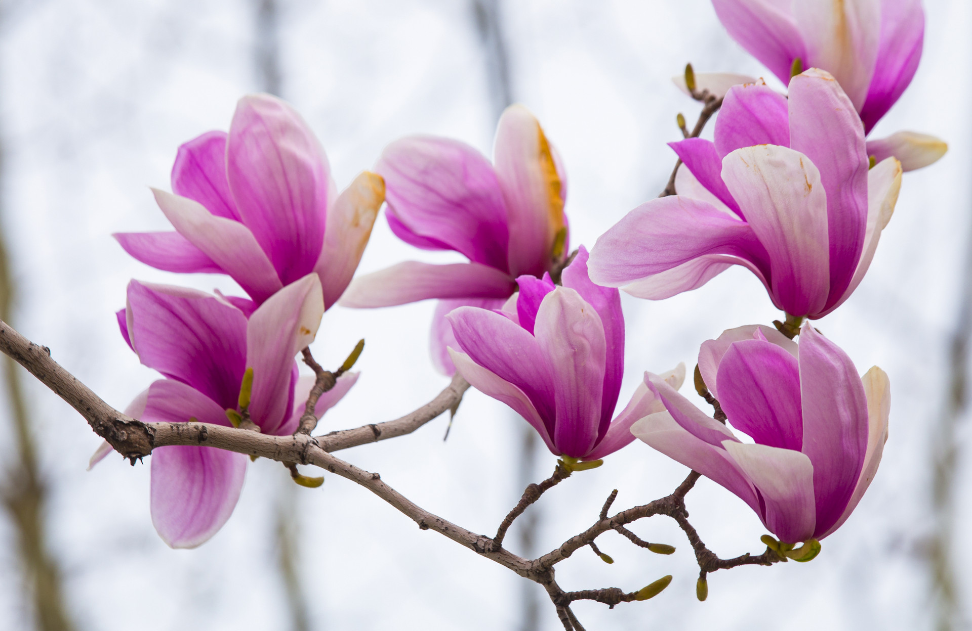 心中若有桃花源相同的诗句,心有桃花源的诗句