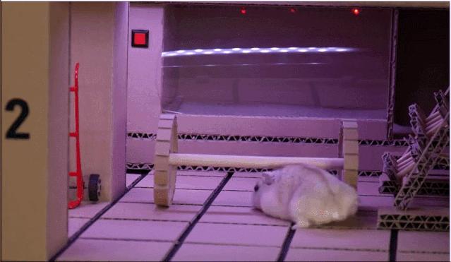 身价300万的仓鼠外网走红！住3层电梯豪宅，丰富娱乐，人不如鼠啊