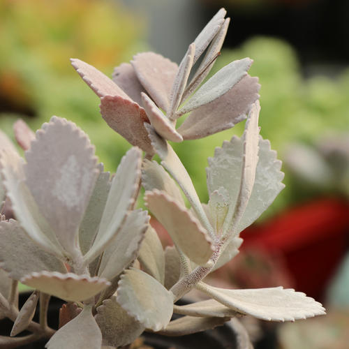 100种常见多肉植物图鉴收藏,1000种多肉植物图鉴及名字