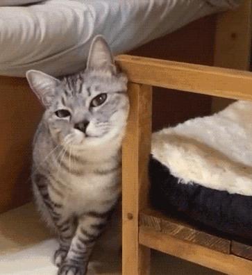 猫咪费洛蒙是真的有用，还是铲屎官的心理安慰剂？