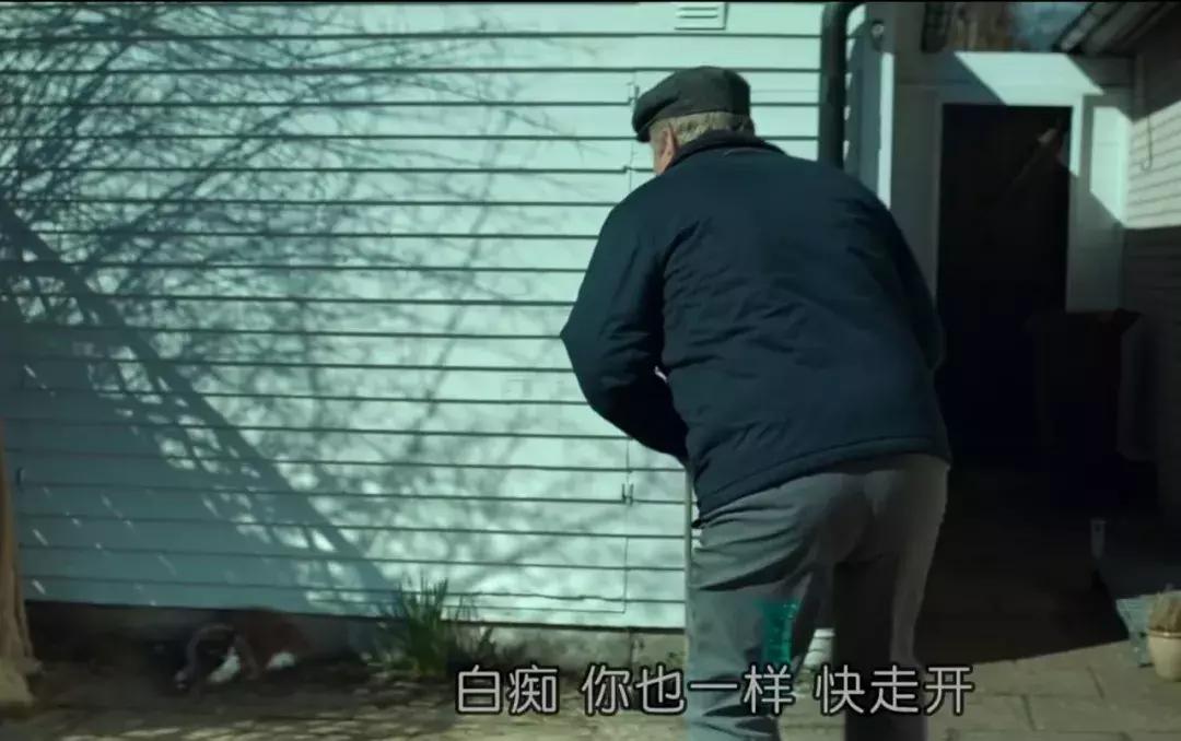 你知道猫咪的一天是如何度过的吗,主人不在家猫咪为什么一直在睡觉