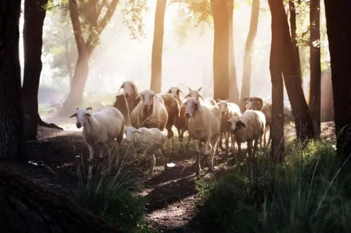 羊奶粉宝妈的不二之选,宝妈小课堂