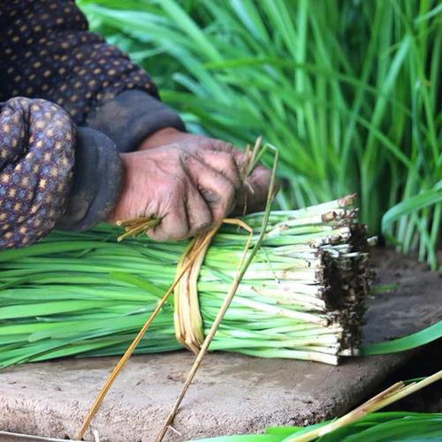 韭菜的特殊功效你都知道吗,最受欢迎3种韭菜味道美味