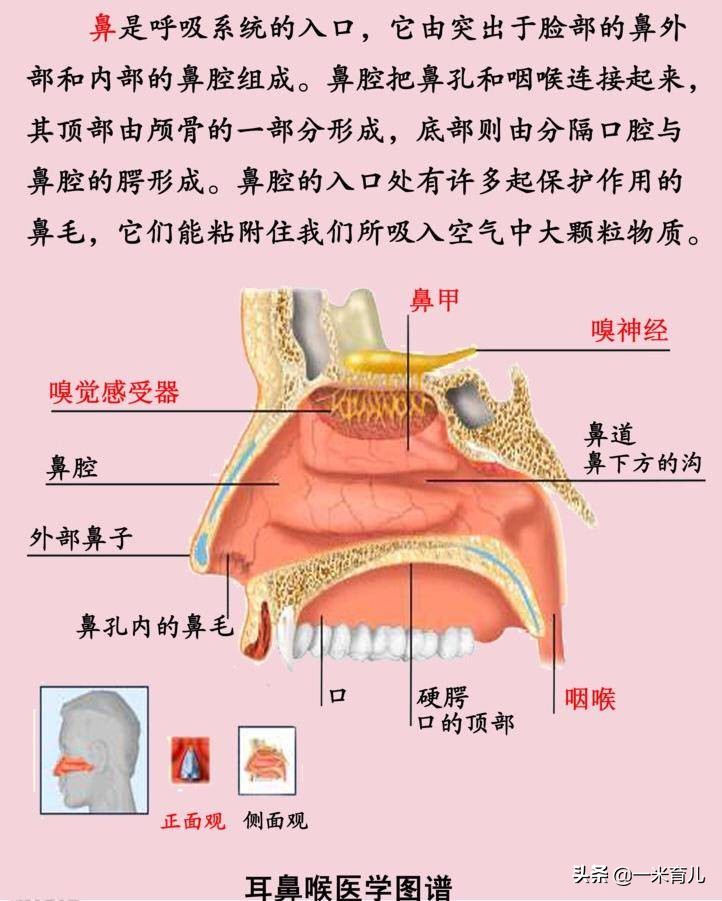 5岁鼻异物，18岁仍作妖！儿童发生鼻腔异物，先来做好这4步