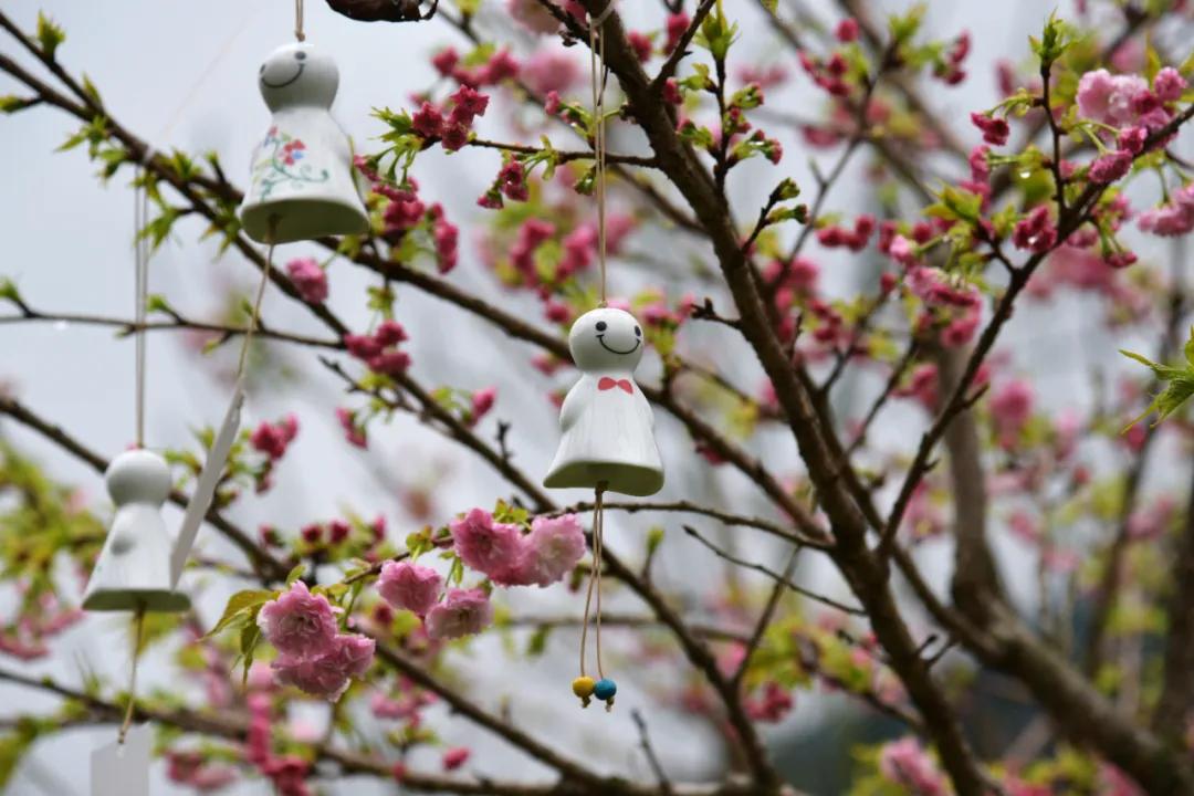 樱花烂漫时汉服少女,樱花烂漫时相遇