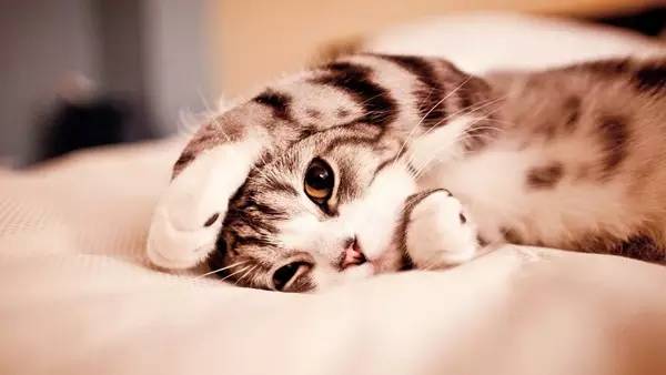 猫咪那些事|繁殖冷知识