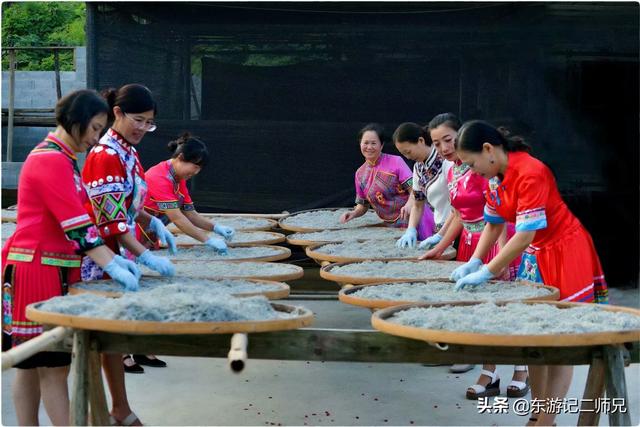 湖南永顺土家莓茶的功效与作用,张家界高档旅游特产土家莓茶