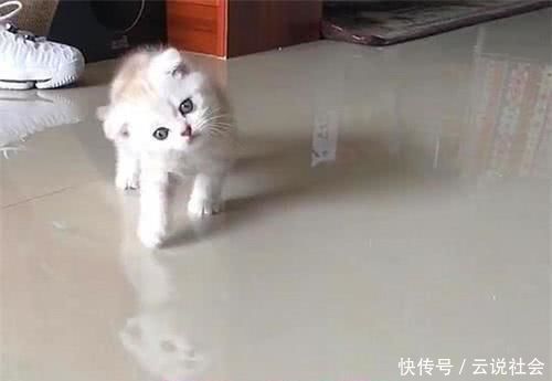 猫咪脖子歪了咋回事,猫咪一直歪着脖子