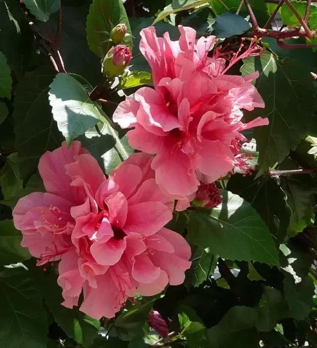 常见100种花卉介绍图片,四个季节开花的植物花卉有哪些