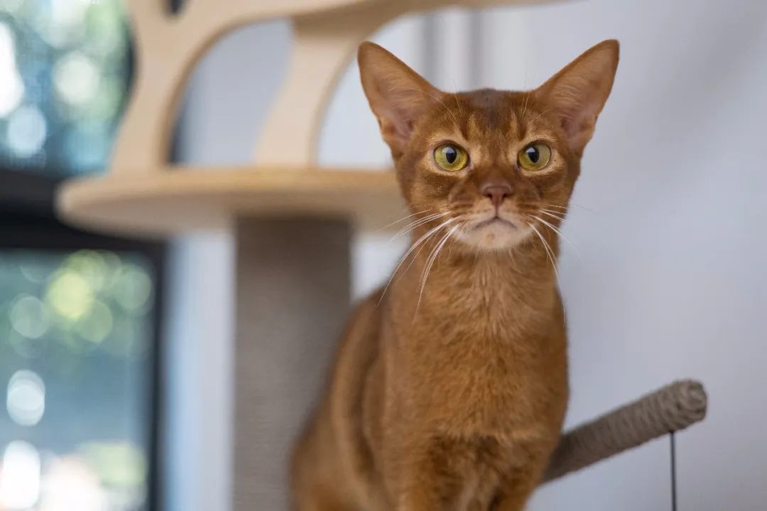 “天”作之合！天工TECHART推出全球首款康泰时G-尼康Z转接环