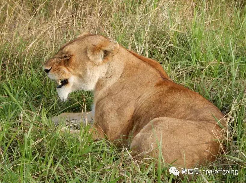 这个野奢的国度，欧美、日韩人都爱去，为何我们国家没人去？