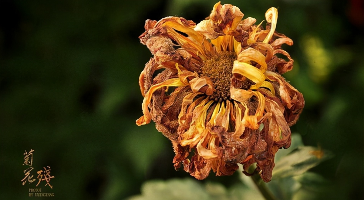 有了菊花痣怎么办,菊花肿胀便血用什么药