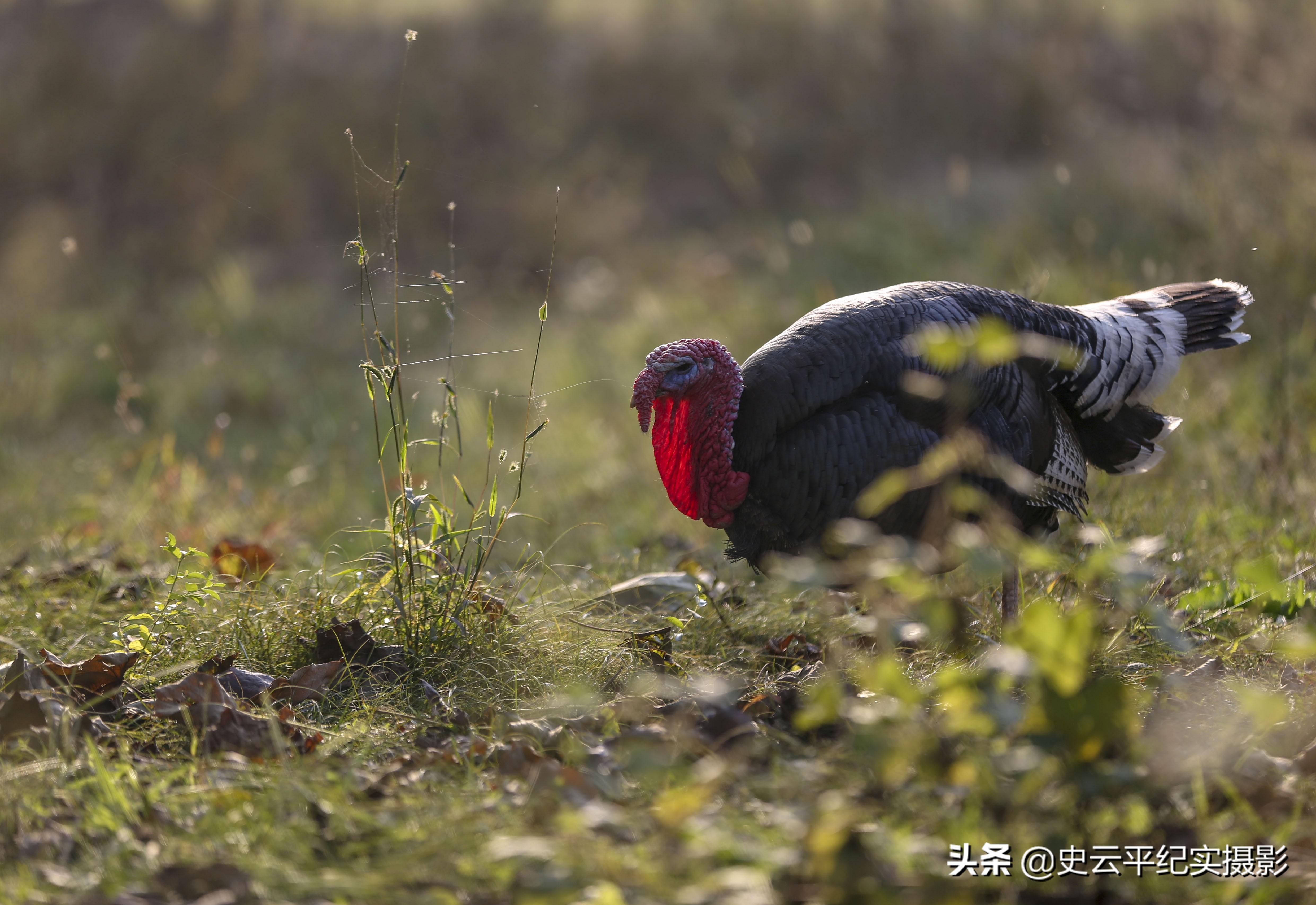 孙子给奶奶买一只小狗,孙子给奶奶买了只鸵鸟