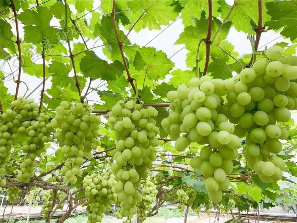 初夏时节果飘香采摘尝鲜正当时,红提采摘园