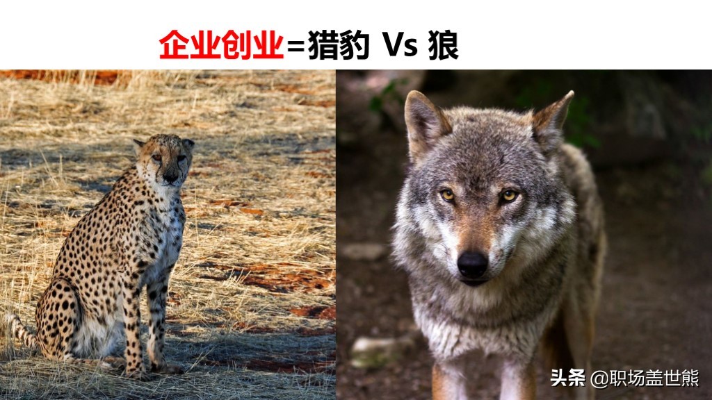 动物世界给我们的启示,动物世界教育意义