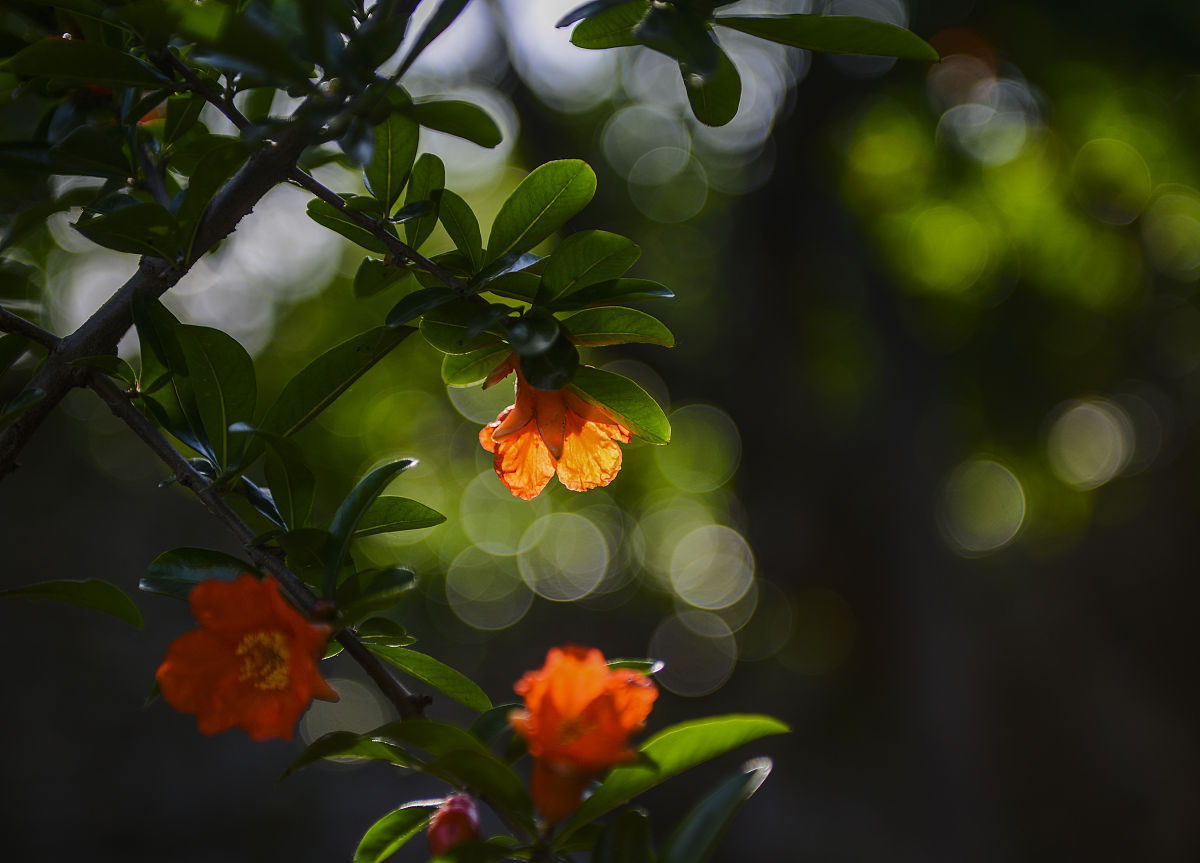 石榴树怎么修剪才能长得快,幼苗石榴树长三个分叉要修剪吗