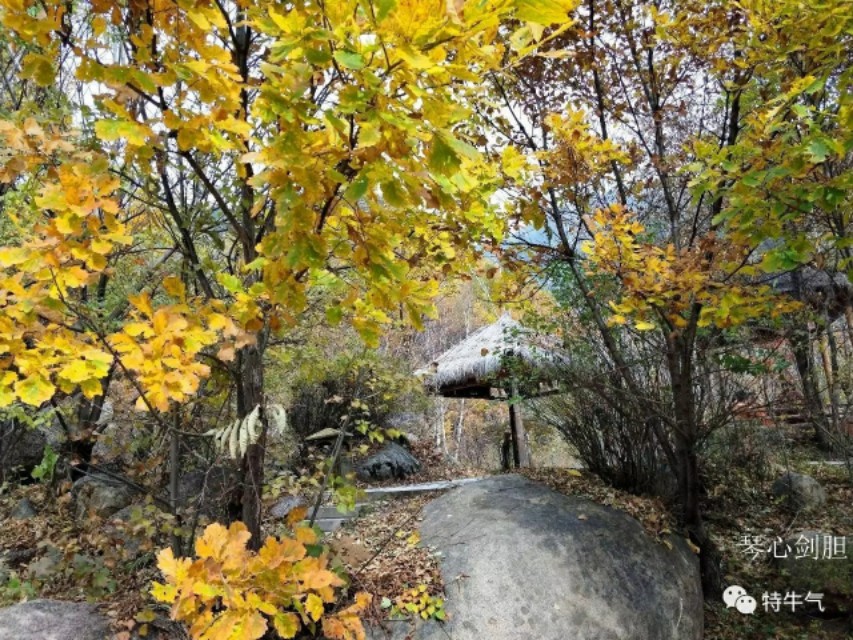 琴心劍胆诗词‖秋韵之橡树——赤峰宁城黑里河道须沟之一