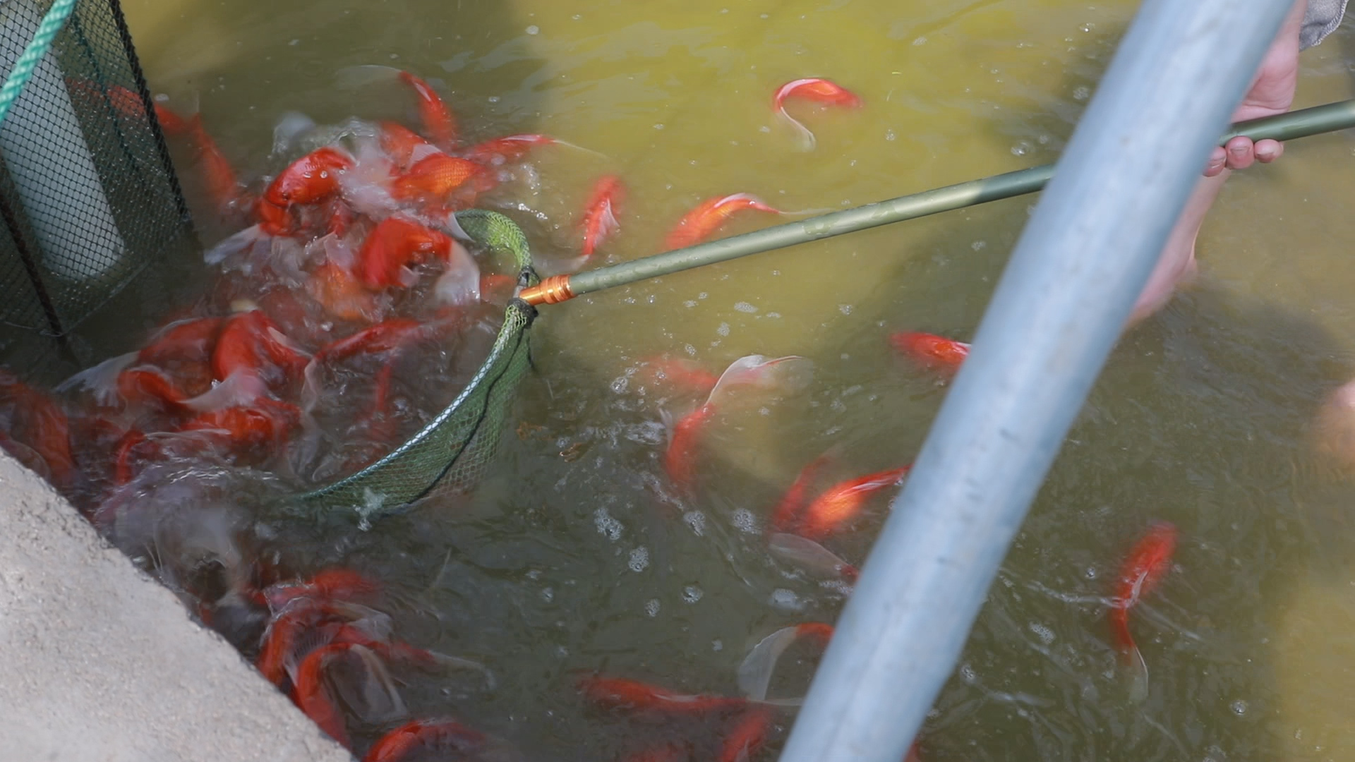 养鱼最长久的方法,养鱼小技巧让鱼百年不死