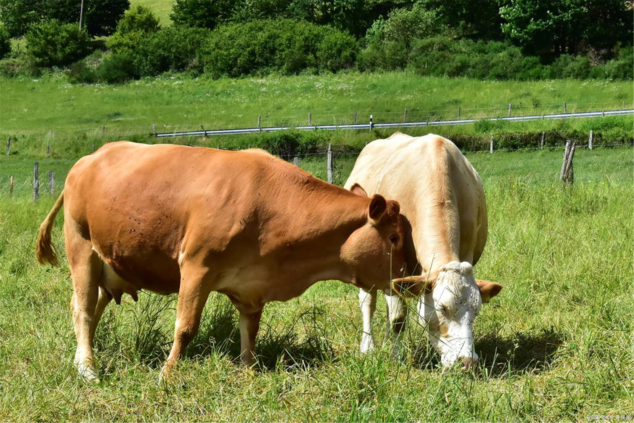 养殖牛犊喂到成牛利润大吗,三百斤的牛犊要养多久才能卖