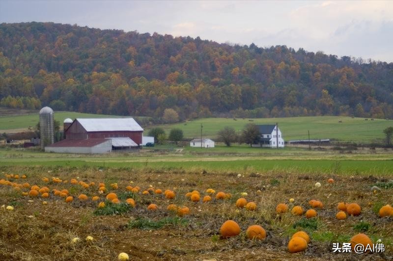 美国农田最多的州,美国哪个州的农场土地肥沃