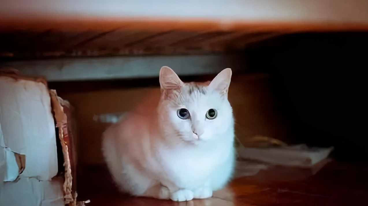 猫咪躲在床底下不出来怎么办,猫咪喜欢躲在床底下怎么办