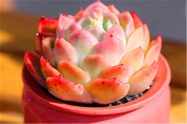 夏季养多肉冰梅方法,多肉冰梅如何养护