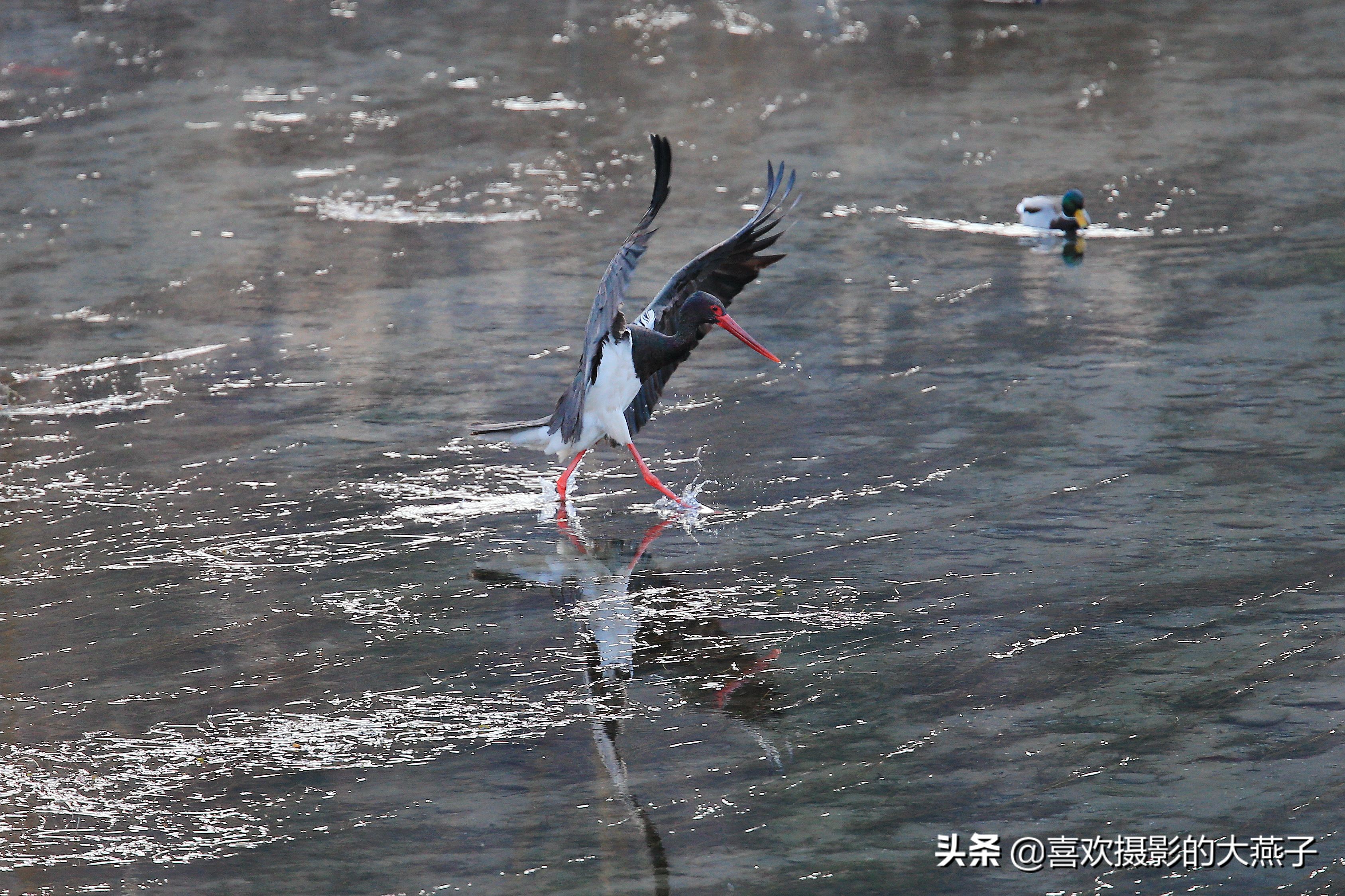 閲庣敓榛戦钩,榛戦钩椋炵繑鍥剧墖