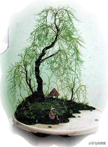 丛林式盆景欣赏,盆景欣赏及制作