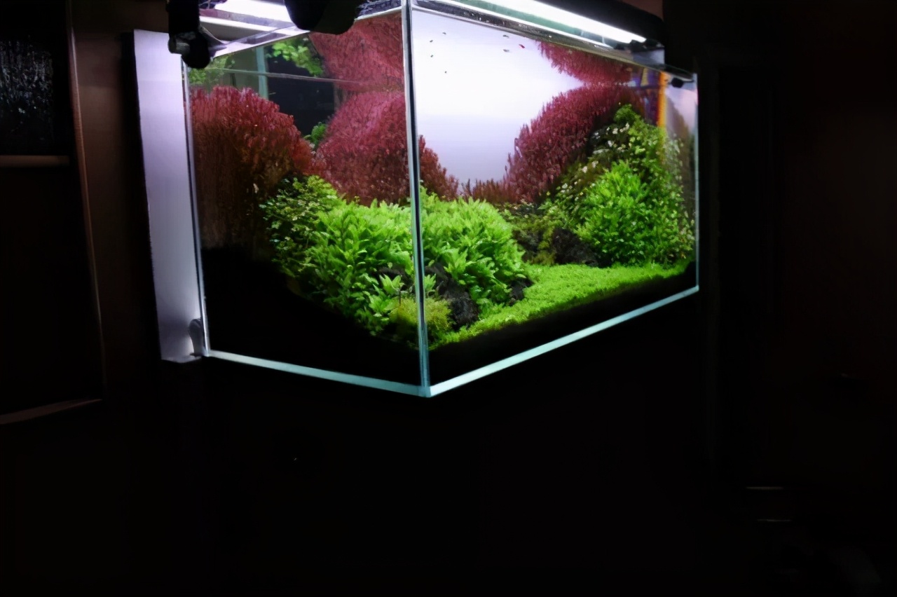 石上的迷你矮+血红宫廷,美的让人心醉