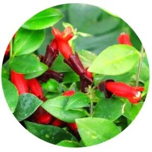 全部金木水火土五行五系植物介绍,五种植物代表五行