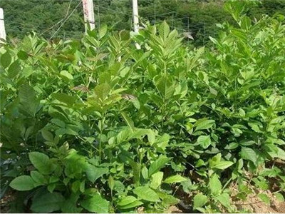 庭院种植白蜡树风水如何,白蜡树怎么养最好